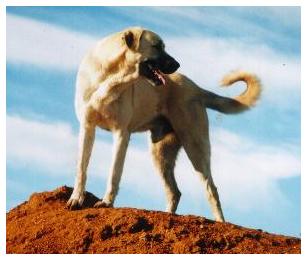 "The Big Dumb Dog" himself...